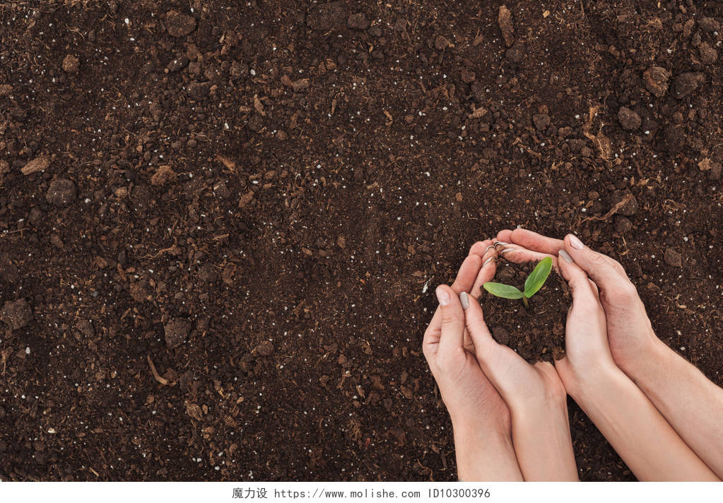 双手呵护幼苗春天种子发芽成长土壤幼苗